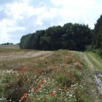 På billedet ses en markvej. Marken til venstre for vejen er fyldt med valmuer
